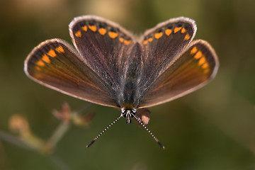 Image showing Closeup of a butterfly