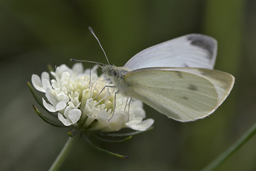 Image showing Closeup of a butterfly