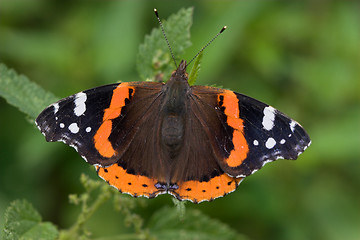 Image showing Closeup of a butterfly