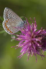 Image showing Closeup of a butterfly