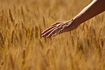 Image showing hand in wheat field