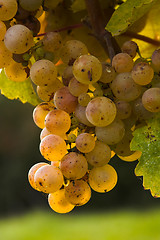 Image showing Wine grapes