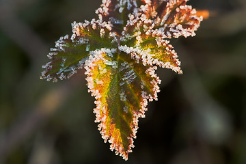 Image showing Leaves on a winter morning