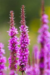 Image showing Closeup of flowers