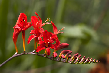 Image showing Closeup of a flower