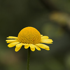 Image showing Closeup of a flower