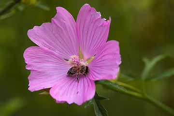 Image showing Closeup of a flower