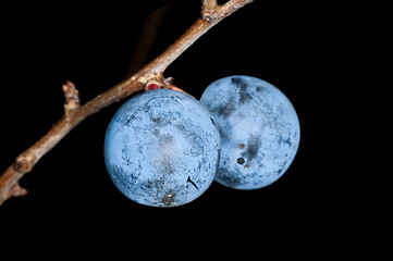 Image showing Blackthorn, Prunus spinosus