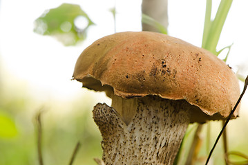 Image showing red cap scaber stalk leccinum aurantiacum mushroom 