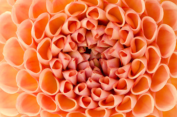 Image showing Dahlia closeup