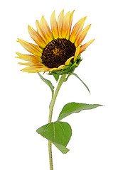 Image showing Sunflower flower
