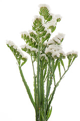 Image showing White statice flowers