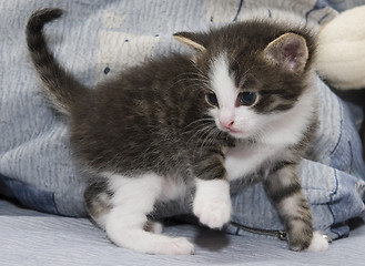 Image showing Small kitten