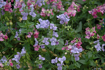 Image showing purple and blue summerflowers