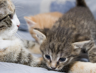 Image showing Small kitten