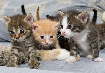 Image showing Small kittens