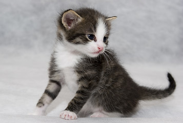 Image showing Small kitten