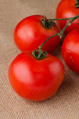 Image showing Cherry tomatoes vine