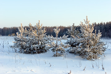 Image showing Pine-trees under snow