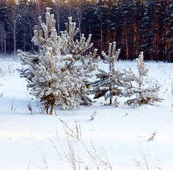 Image showing Pine-tree under snow