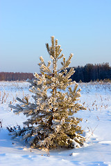 Image showing Pine-tree under snow