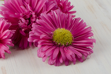 Image showing Pink daisy flowers