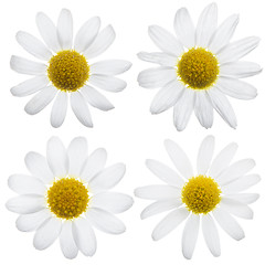 Image showing Daisy flowers