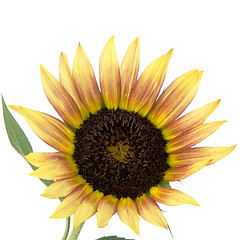 Image showing Sunflower flower