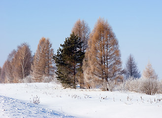 Image showing Frosten trees