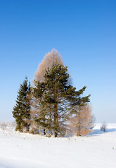 Image showing Frosten trees