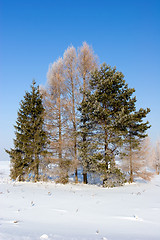 Image showing Frosten trees, Winter landscape