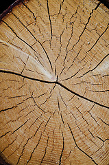 Image showing Crack wood spiral 