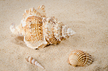 Image showing Sea shell on the shore 