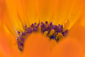 Image showing Orange flower(Calendula) interior