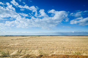 Image showing Wheat field