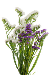 Image showing Purple and white statice flowers