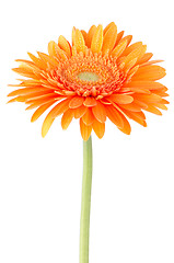 Image showing Orange gerbera daisy flower