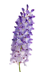 Image showing Wisteria flowers