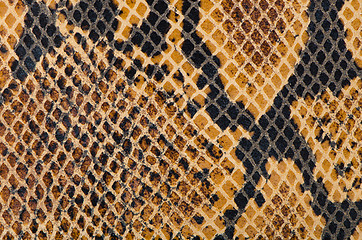 Image showing Snake Skin Leather Texture 