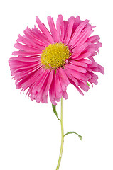 Image showing Pink daisy flower 