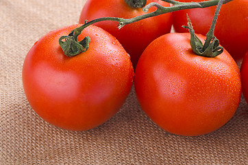 Image showing Cherry tomatoes vine