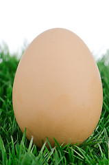 Image showing Egg on grass