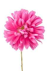 Image showing Pink daisy flower 