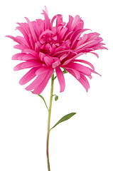 Image showing Pink daisy flower 