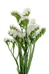 Image showing White statice flowers