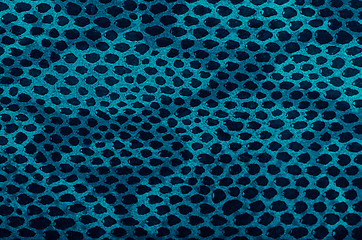 Image showing Blue python snake skin