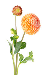 Image showing Orange dahlia flower