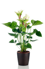 Image showing Beautiful Anthedesia anthurium