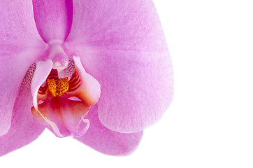 Image showing pink orchid (phalaenopsis)