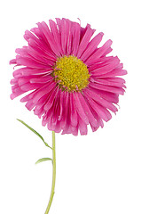 Image showing Pink daisy flower 